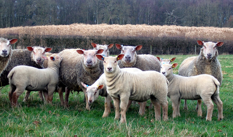 Ewe Lambs 2012